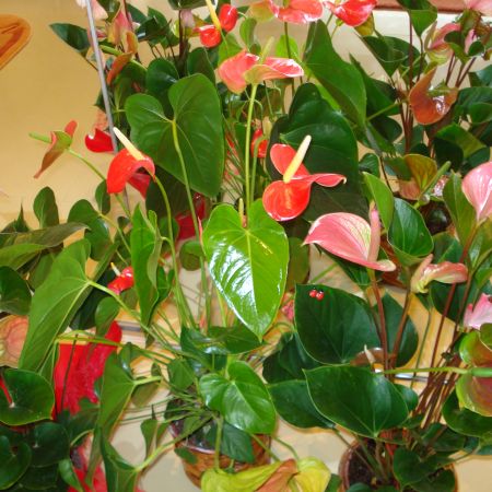 Anthurium